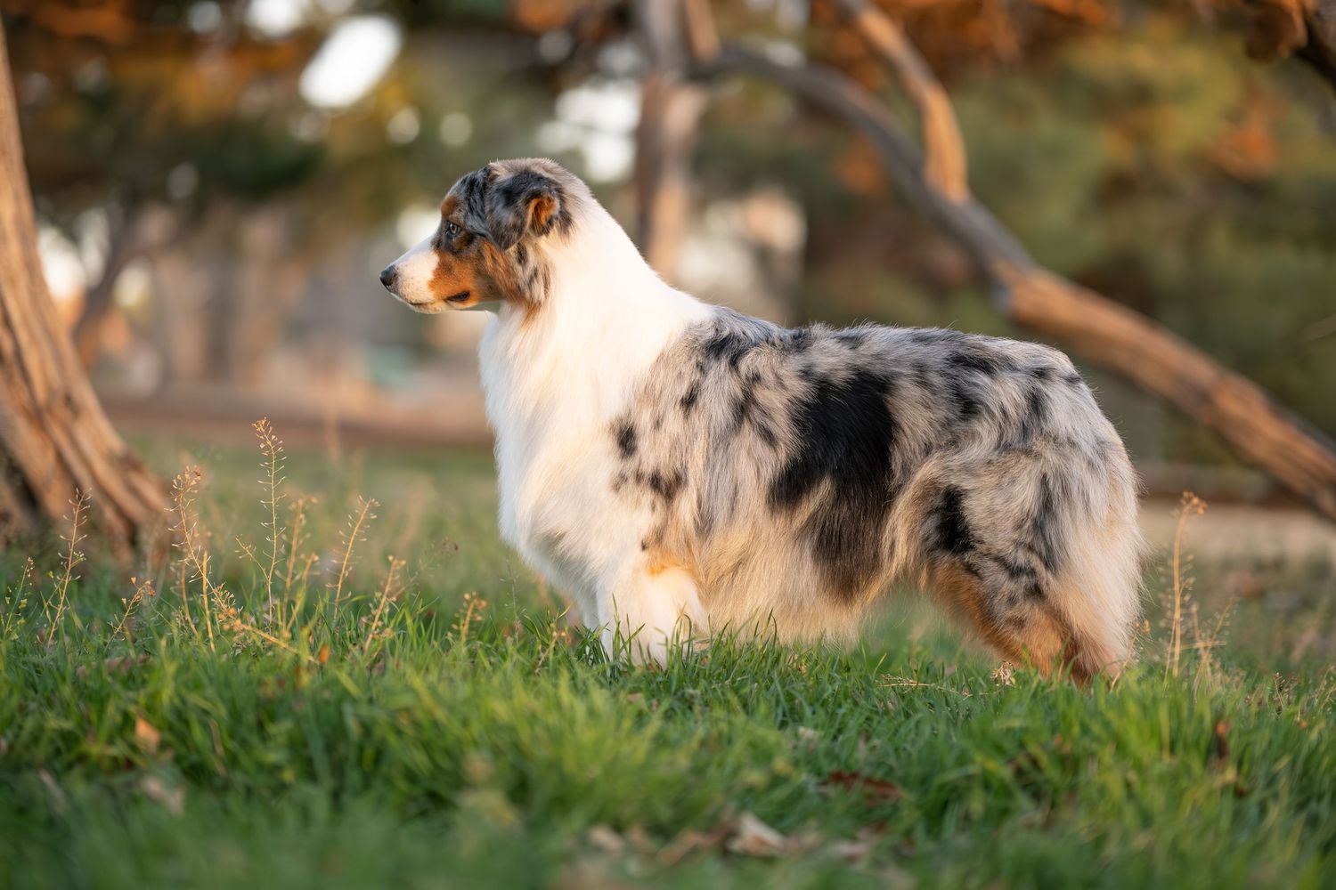 A merle Australian Shepherd dog stands alert on green grass surrounded by trees in golden light.