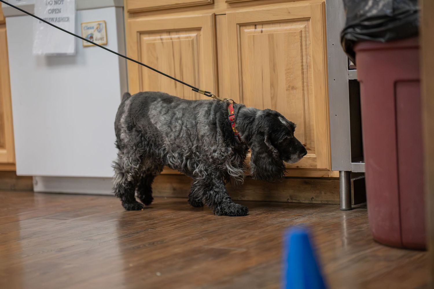 Black cocker spaniel on a leash standing on hardwood floor near wooden kitchen cabinets indoors.