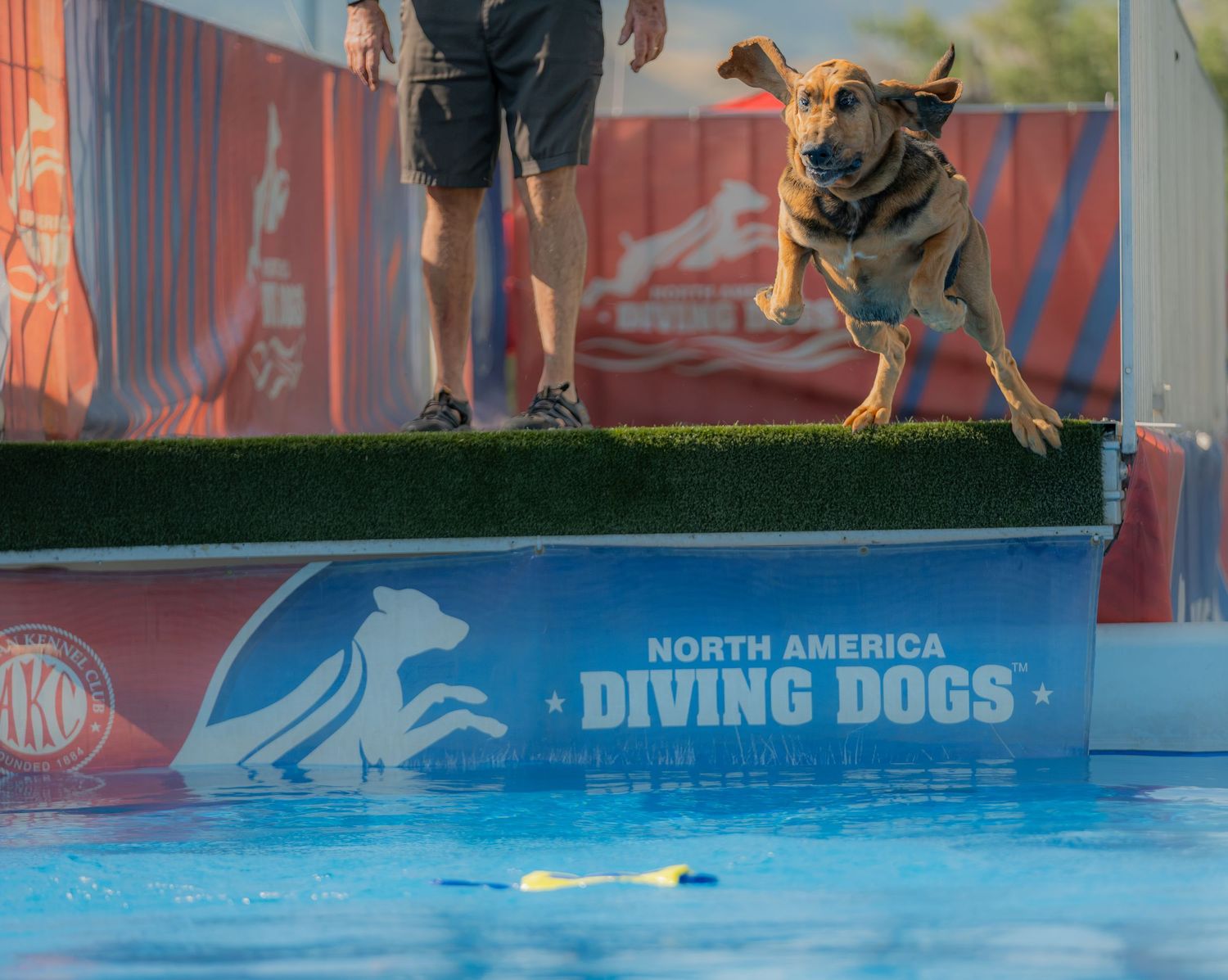 A dog leaps off a diving platform at a North America Diving Dogs competition into a blue pool.