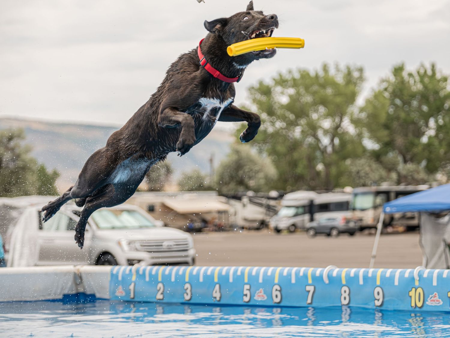 Black dog leaping into a pool catching a yellow frisbee during a dock diving competition.