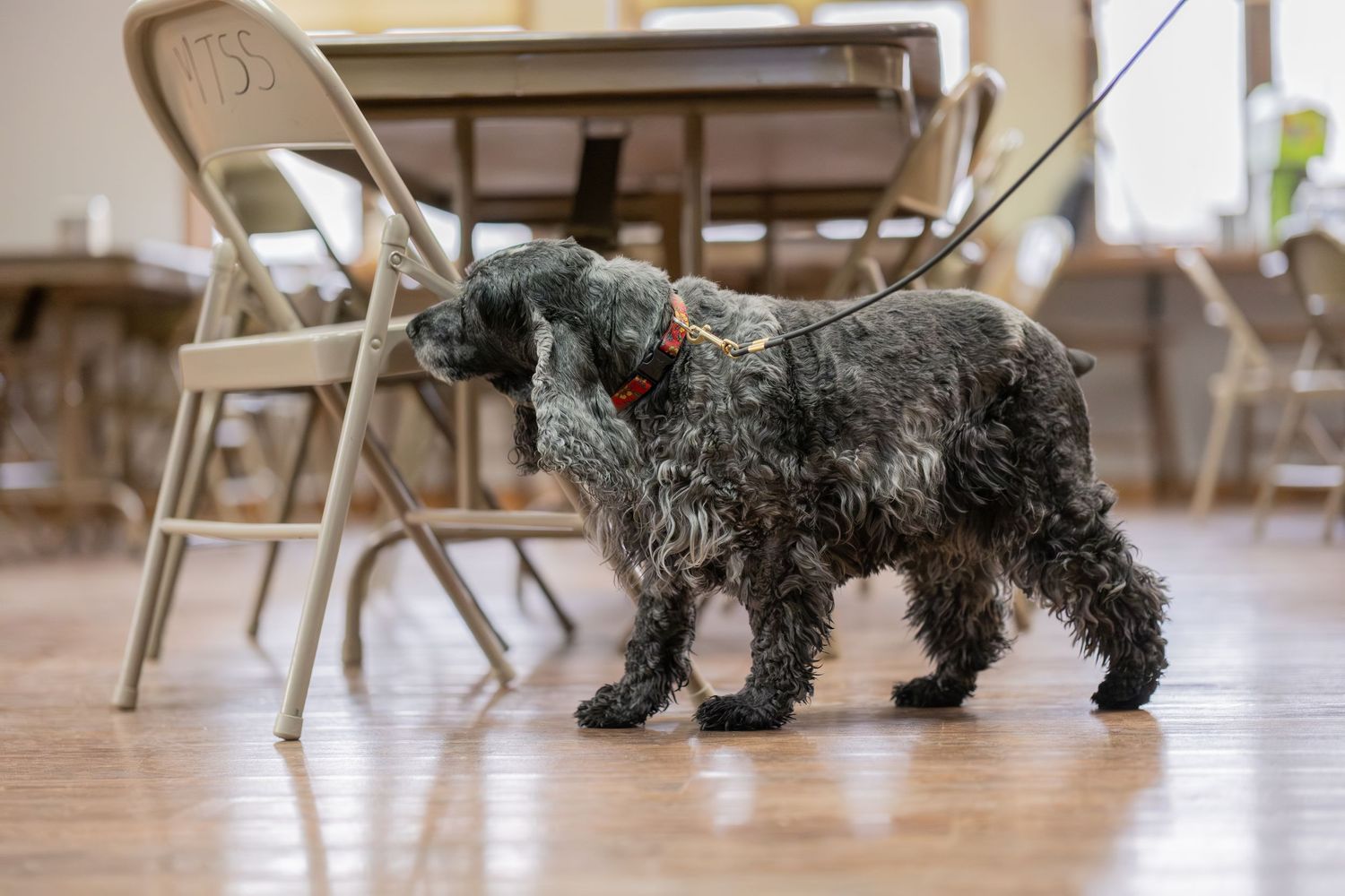 A curly-haired gray dog on a leash stands on hardwood floors near folding chairs indoors.