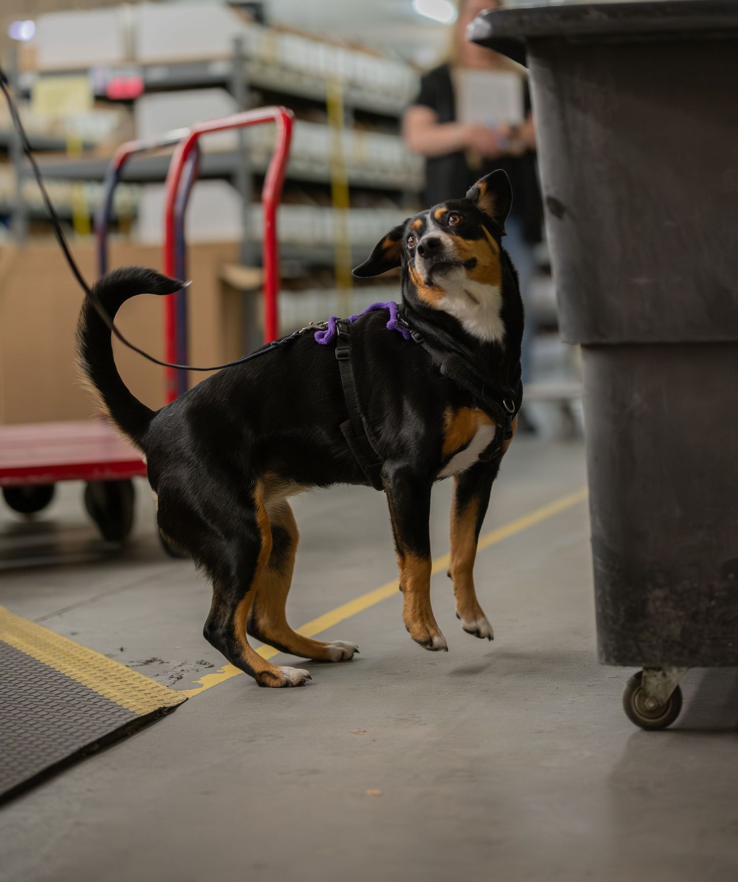 A black and tan dog wearing a purple harness stands alertly on a warehouse floor near a large gray bin.