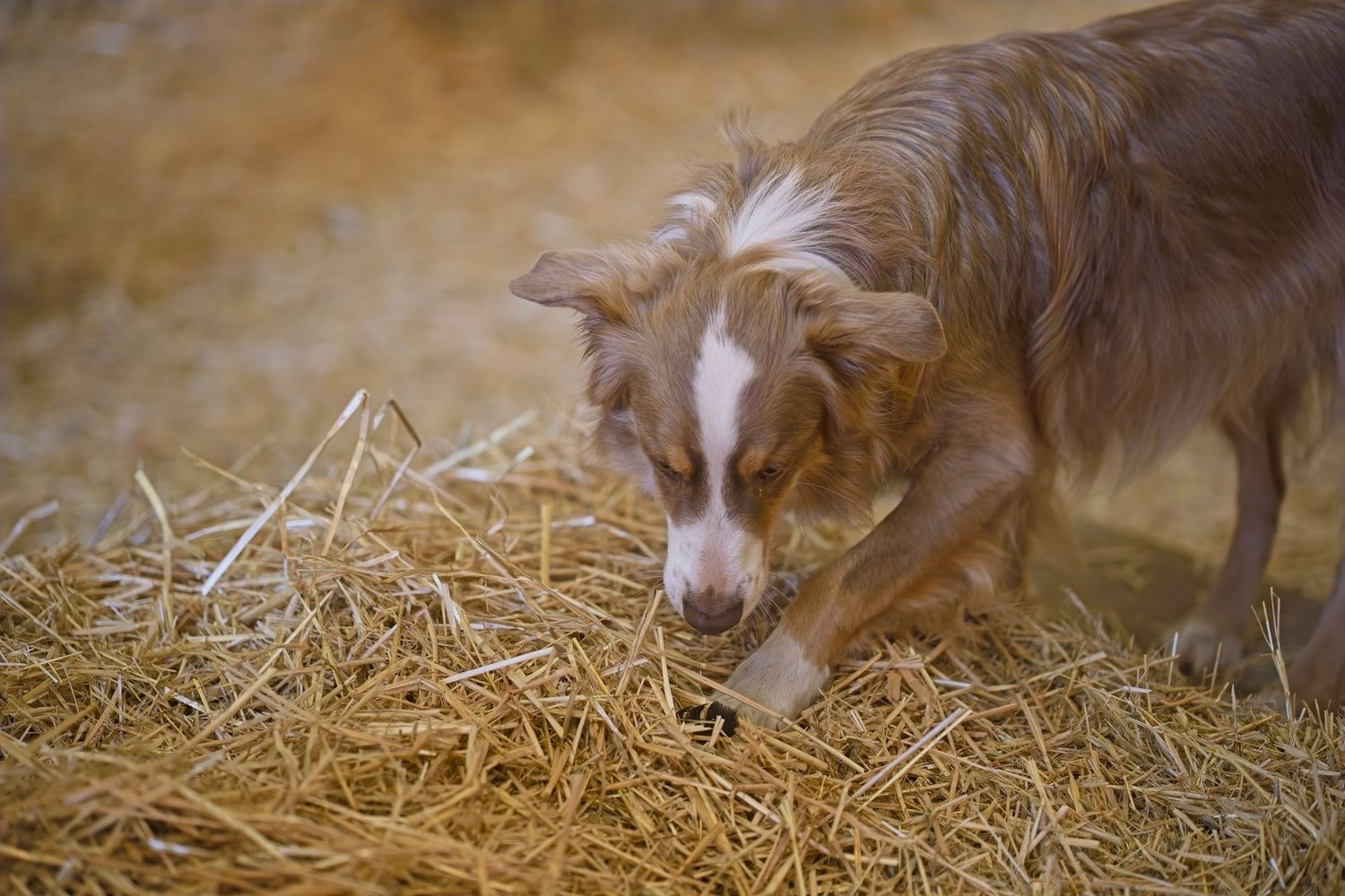 A brown and white dog sniffs at hay in a barn setting.