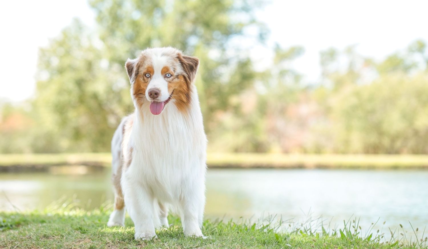 Australian shepherd with brown and white fur sits outdoors in a grassy field on a sunny day.