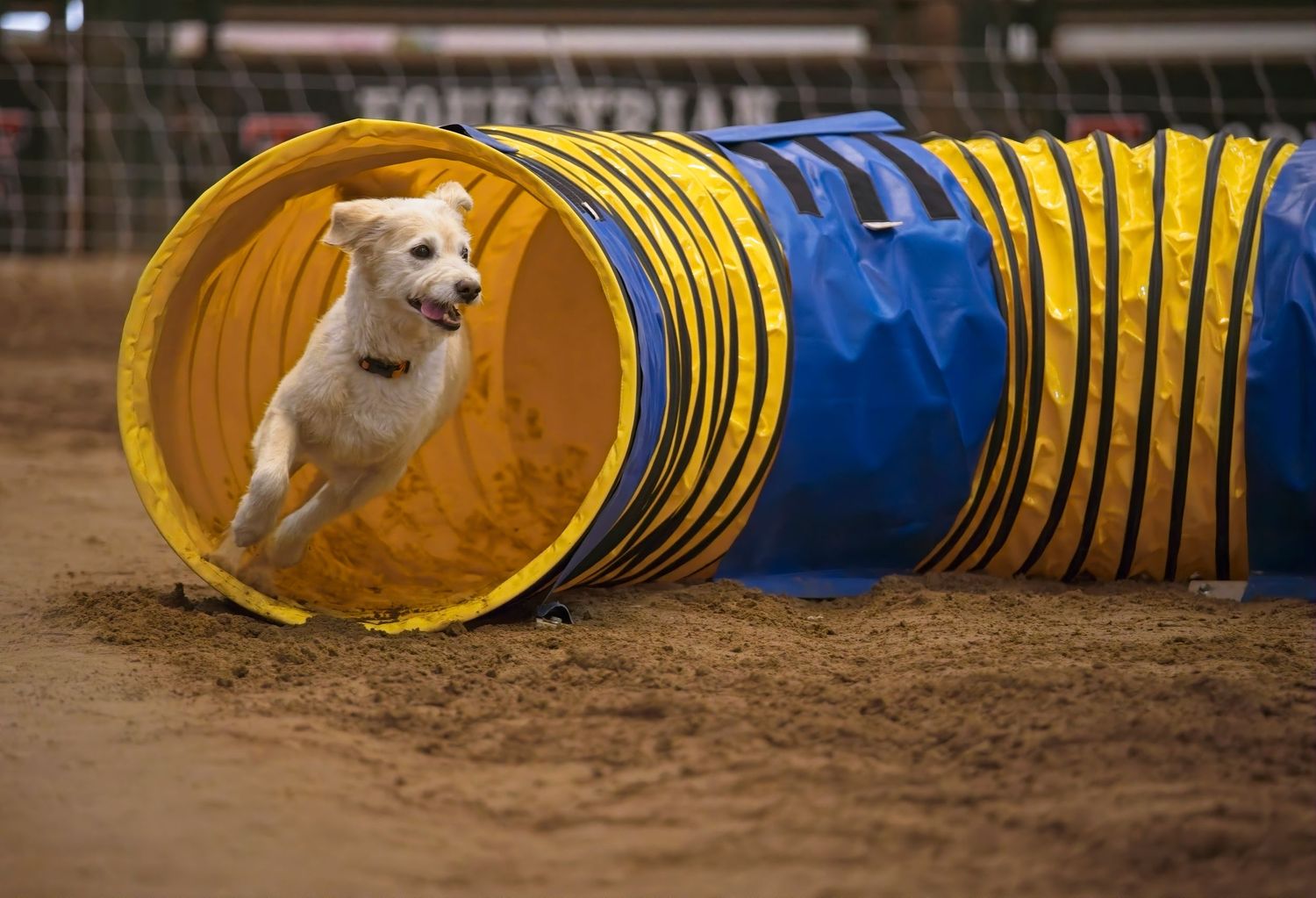 A small white dog running through a yellow and blue agility tunnel during a competition course.