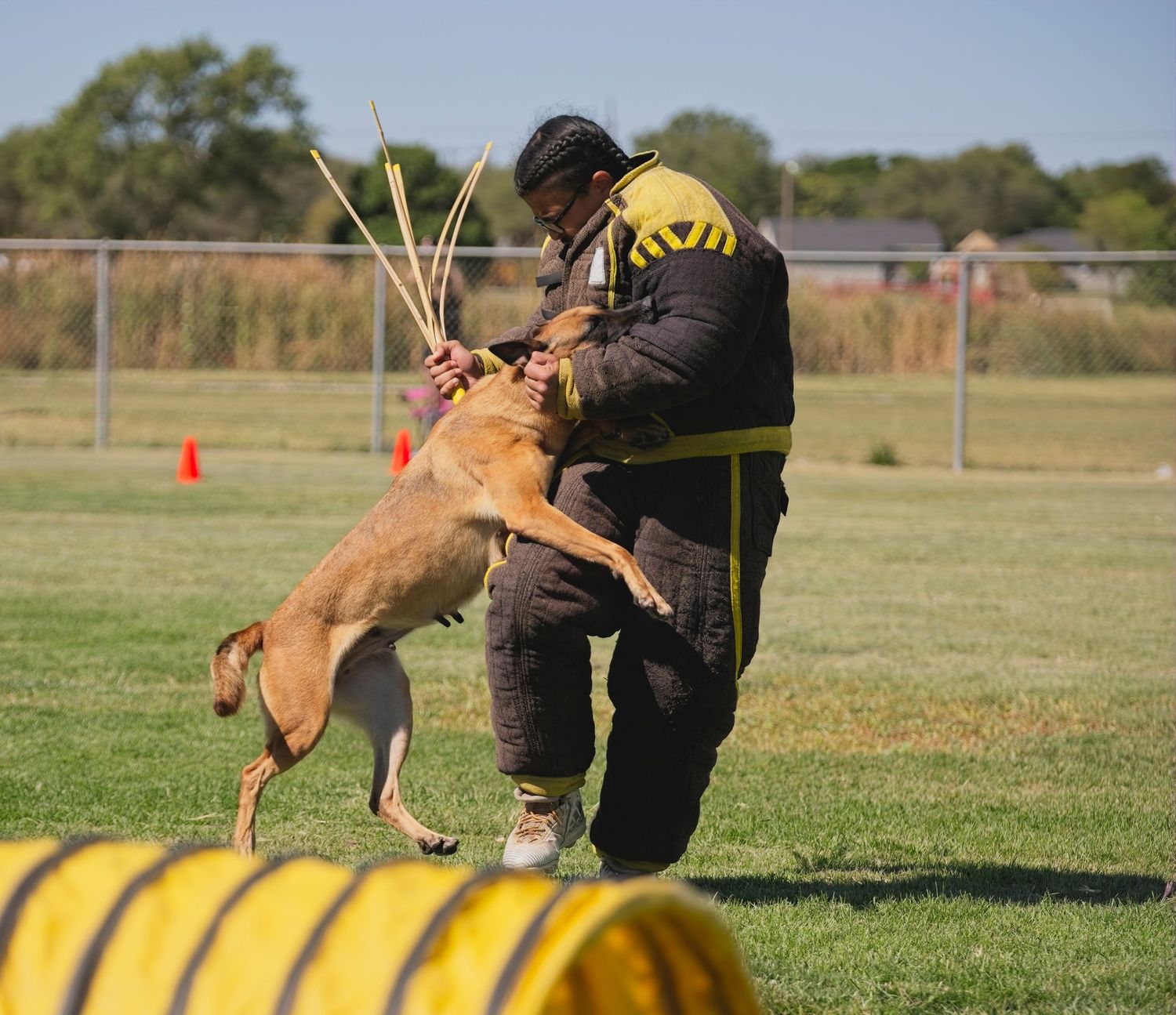 Belgian Malinois dog practices obedience and agility exercises with trainer in open field with yellow equipment.