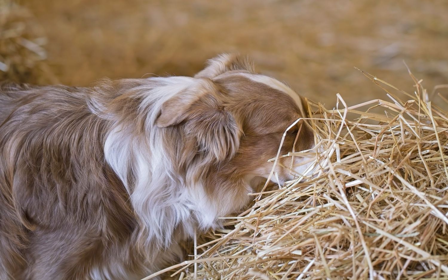A golden retriever dog lying on hay bales in a rustic barn setting.