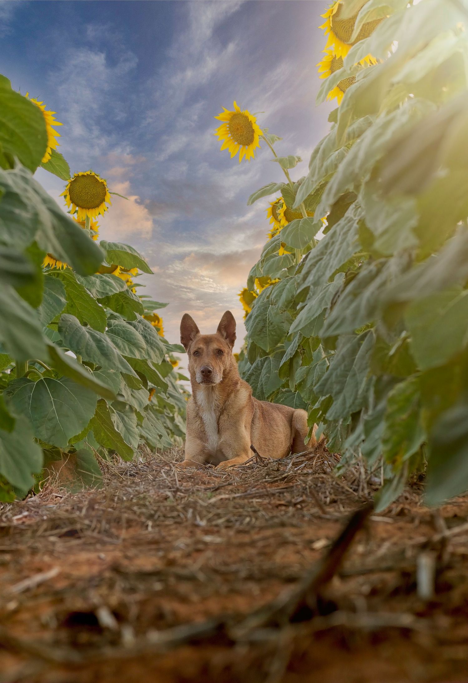 Dog resting between rows of tall sunflowers in a field during golden hour.