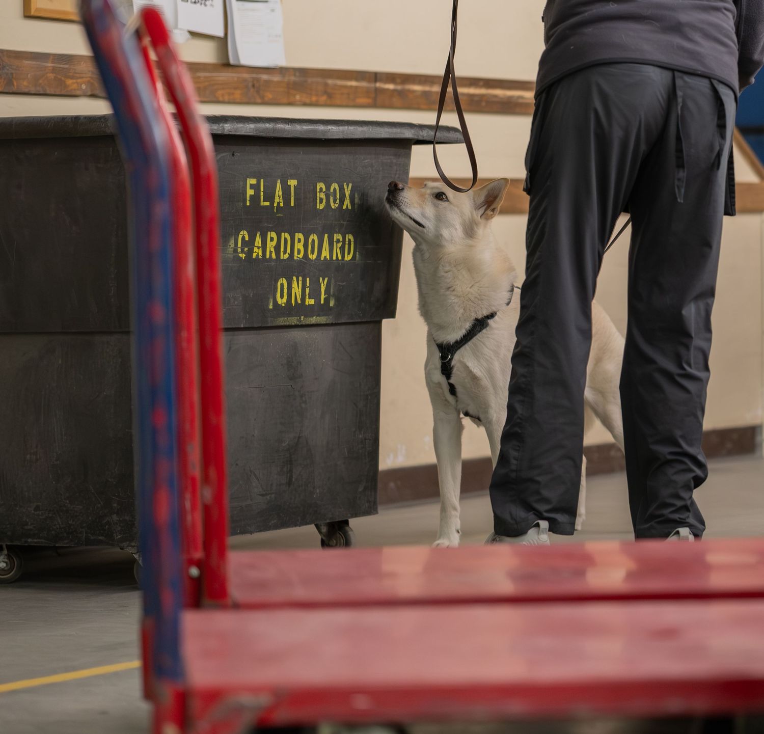 A dog on a leash sniffs near a flat box cardboard only recycling bin inside a warehouse facility.