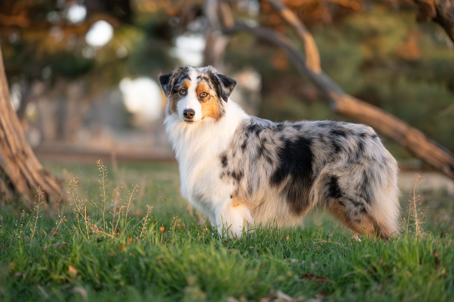 Australian Shepherd dog with merle coat standing on green grass outdoors near trees in golden light.