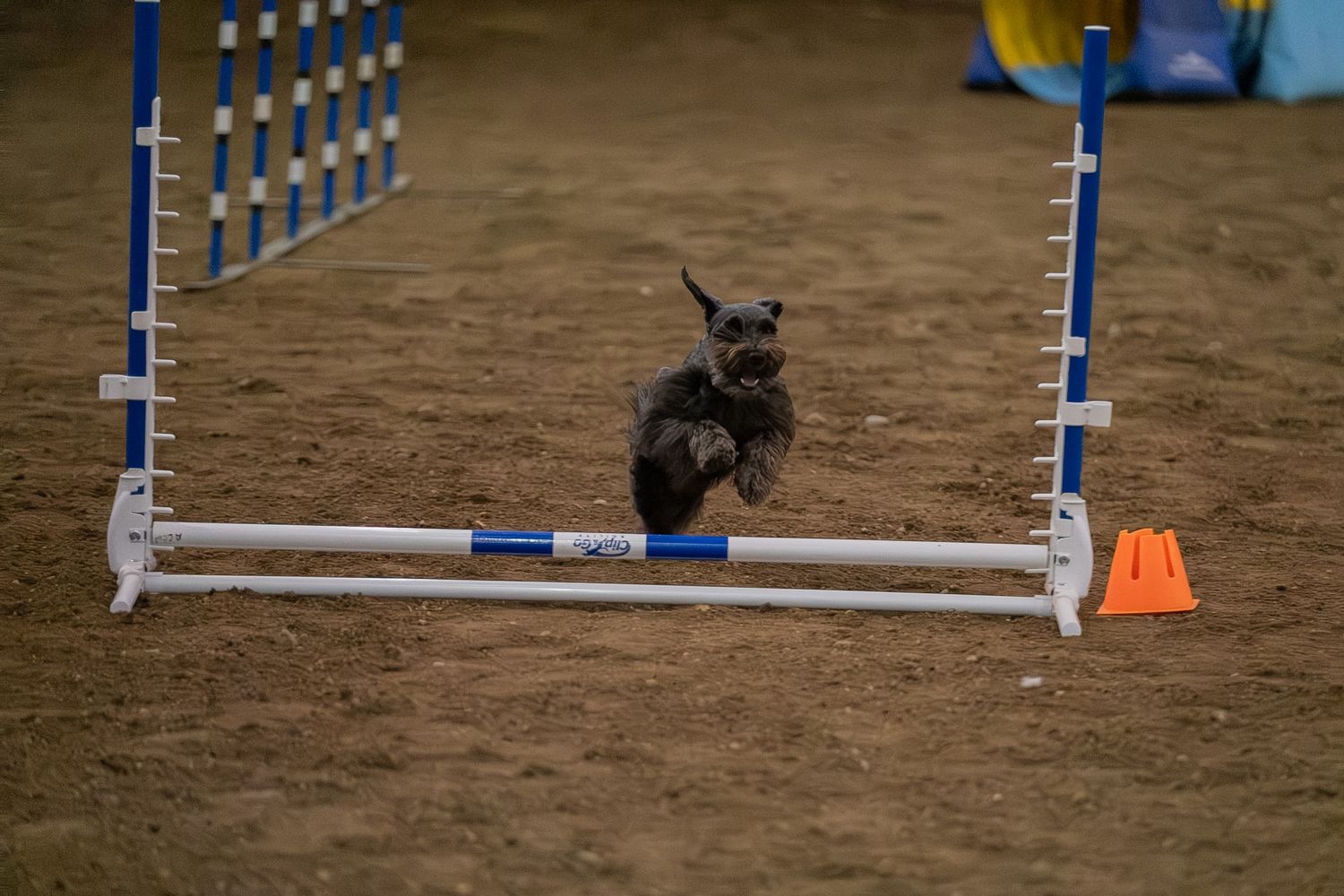 Small dog jumping over agility hurdle on sandy arena floor during dog agility competition training.
