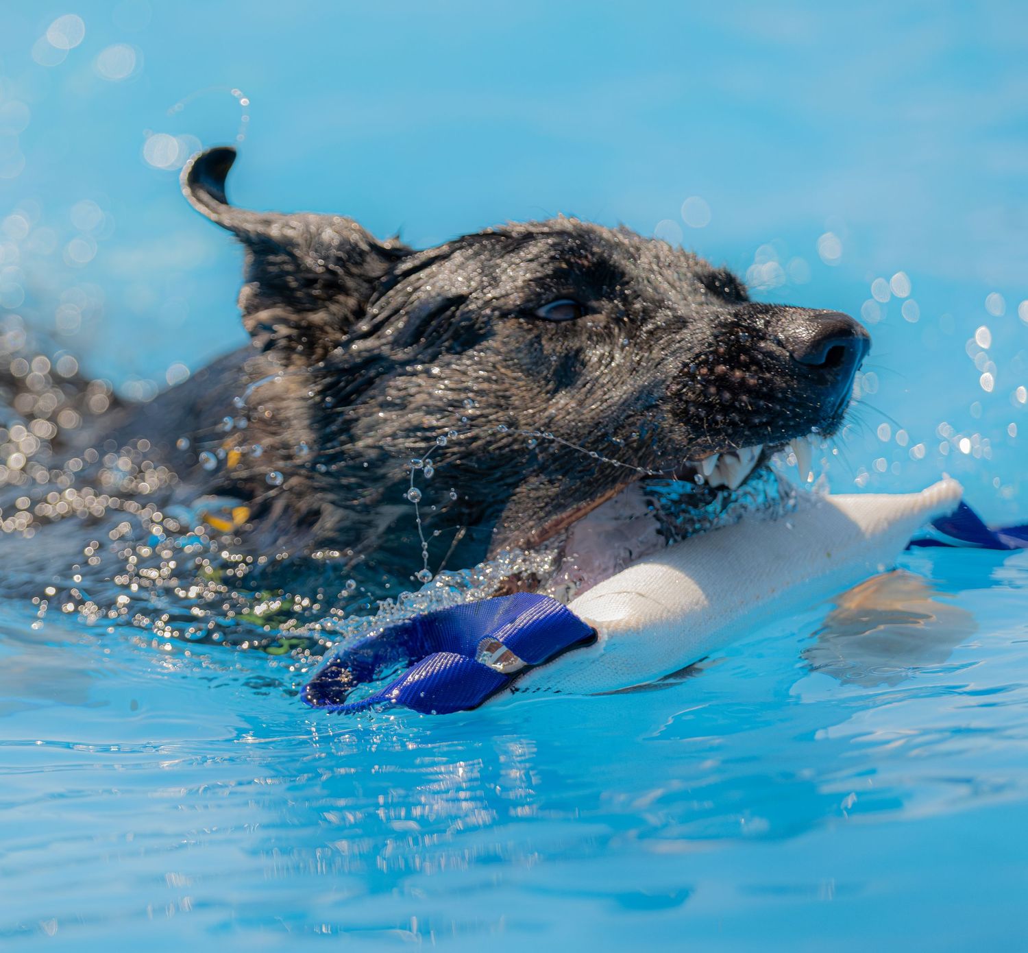 A brindle dog swimming in a blue pool while carrying a toy duck in its mouth.
