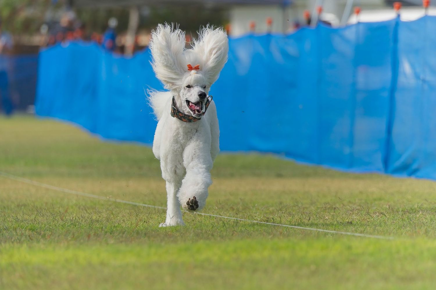White dog running and playing on a grassy field with blue barriers visible in the background.