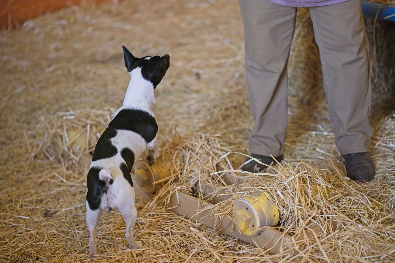 Spotted terrier dogs investigating and playing among scattered hay on a barn floor.