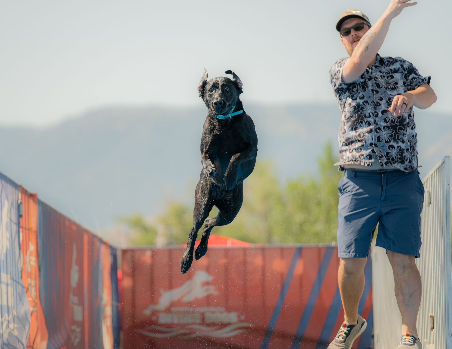 Black dog leaping mid-air at an outdoor dock diving competition while handler cheers nearby.