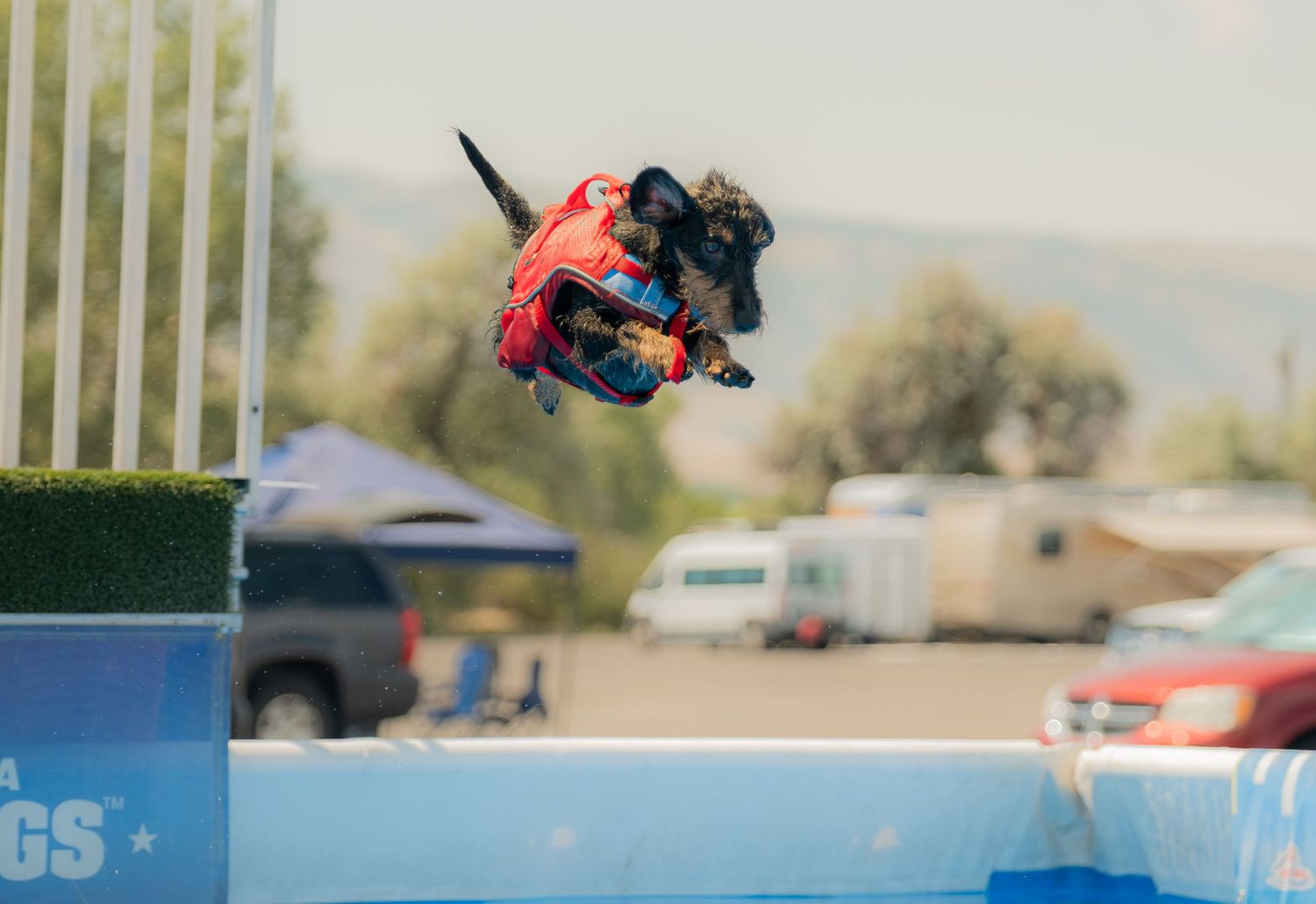 A dog wearing a costume leaps high into the air at an outdoor dock diving competition on a sunny day.