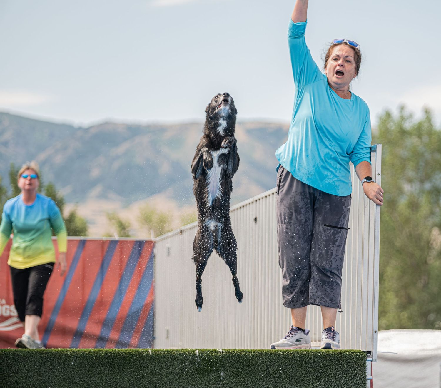 Woman in blue shirt raises arm as black and white dog leaps into the air at an outdoor dog agility competition.