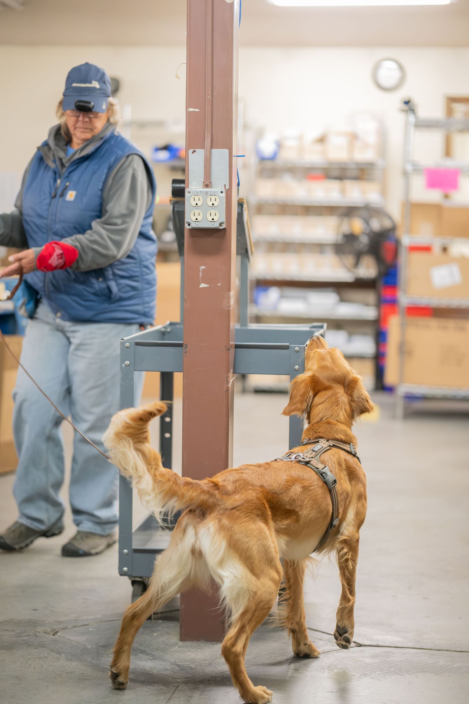 A golden dog in a harness sniffs a metal post during a scent detection training exercise indoors.