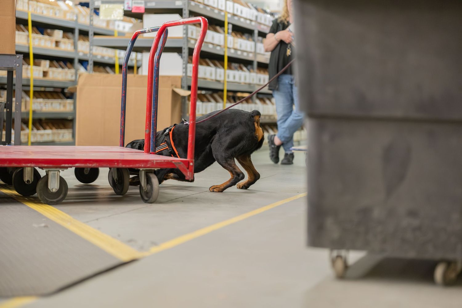 A black and tan dog sniffing under a red flatbed cart in a busy warehouse with shelving units.