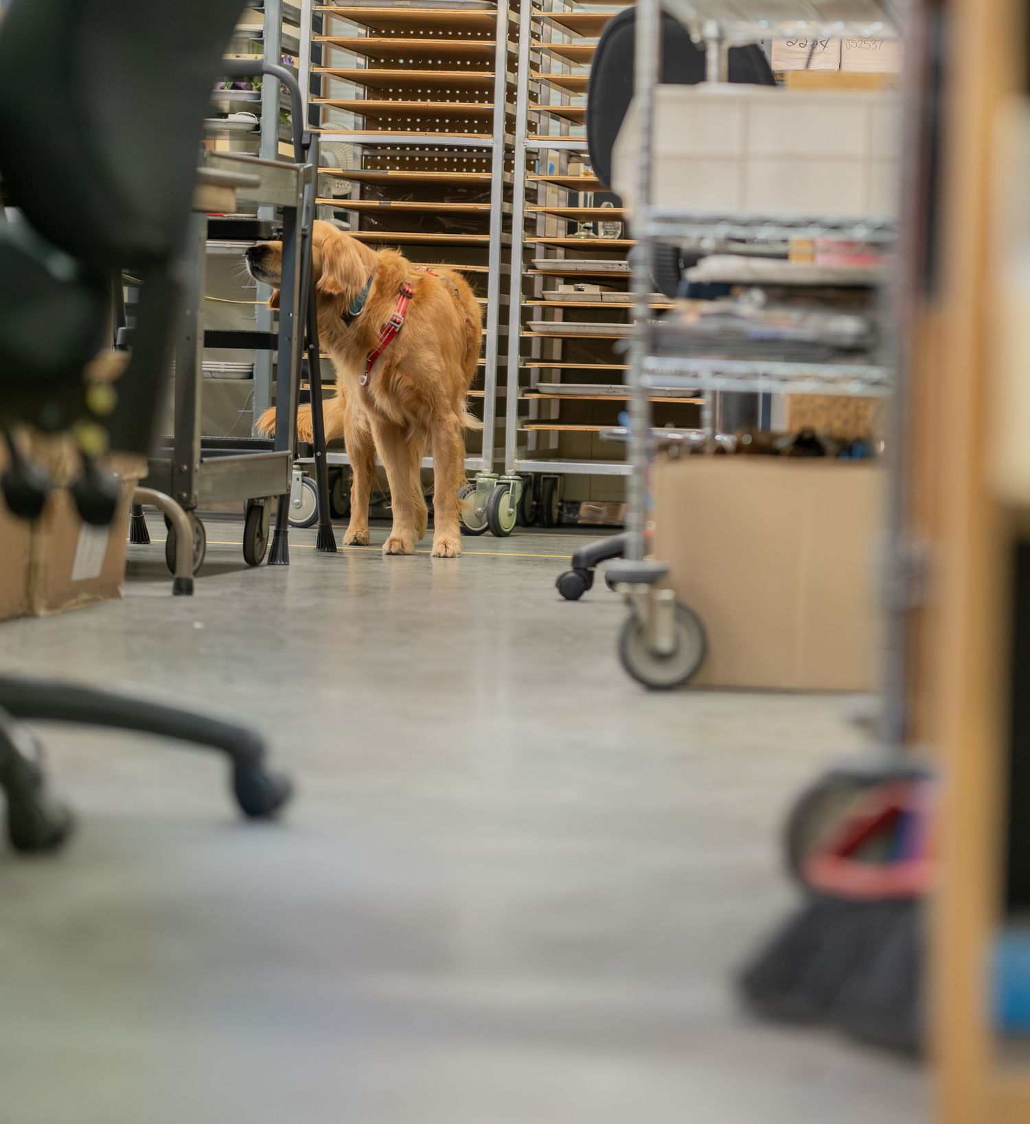 A golden retriever dog exploring a warehouse or storage room aisle surrounded by shelving units and equipment.