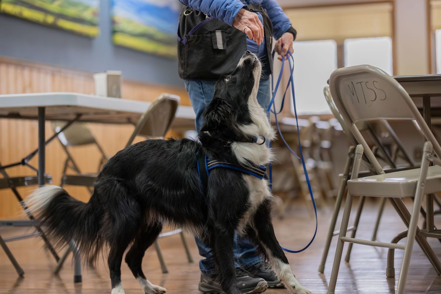 A black and white Border Collie wearing a blue harness jumps up on a person inside a community hall.