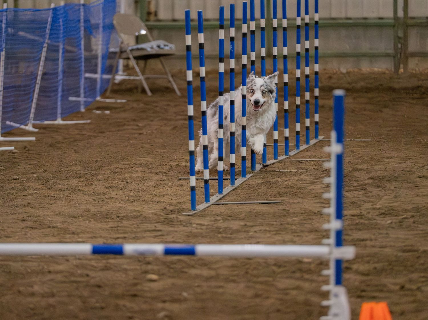 Dog weaving through blue and white agility poles on a dirt course during a canine agility competition.