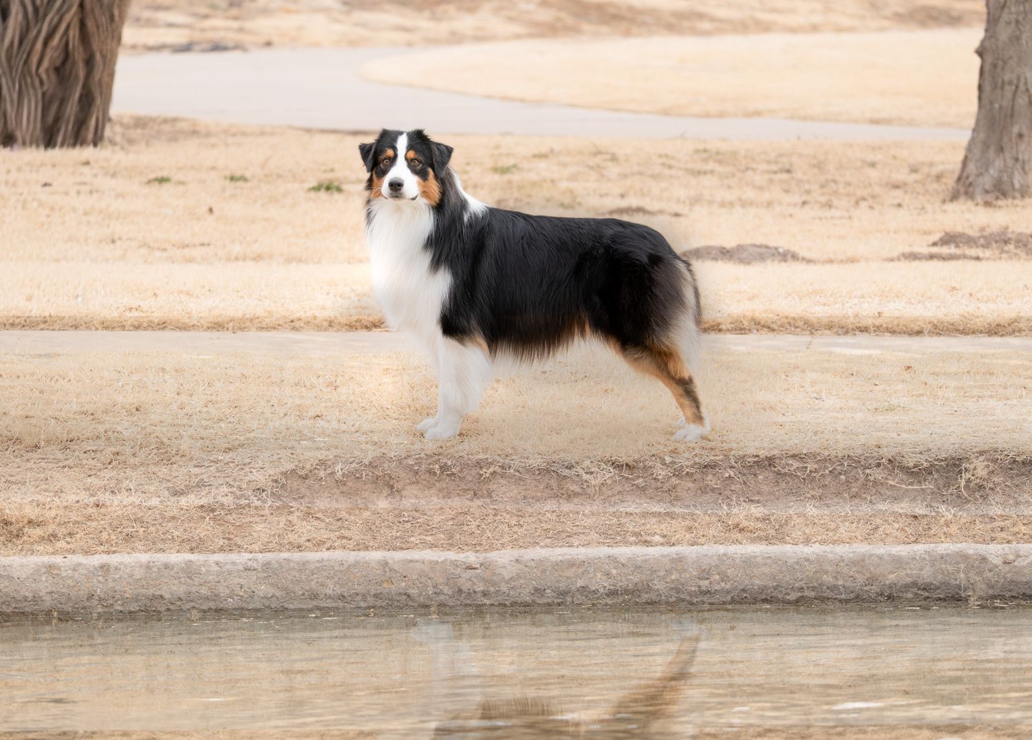 A tri-color Australian Shepherd dog stands alert near a pond in a park setting.