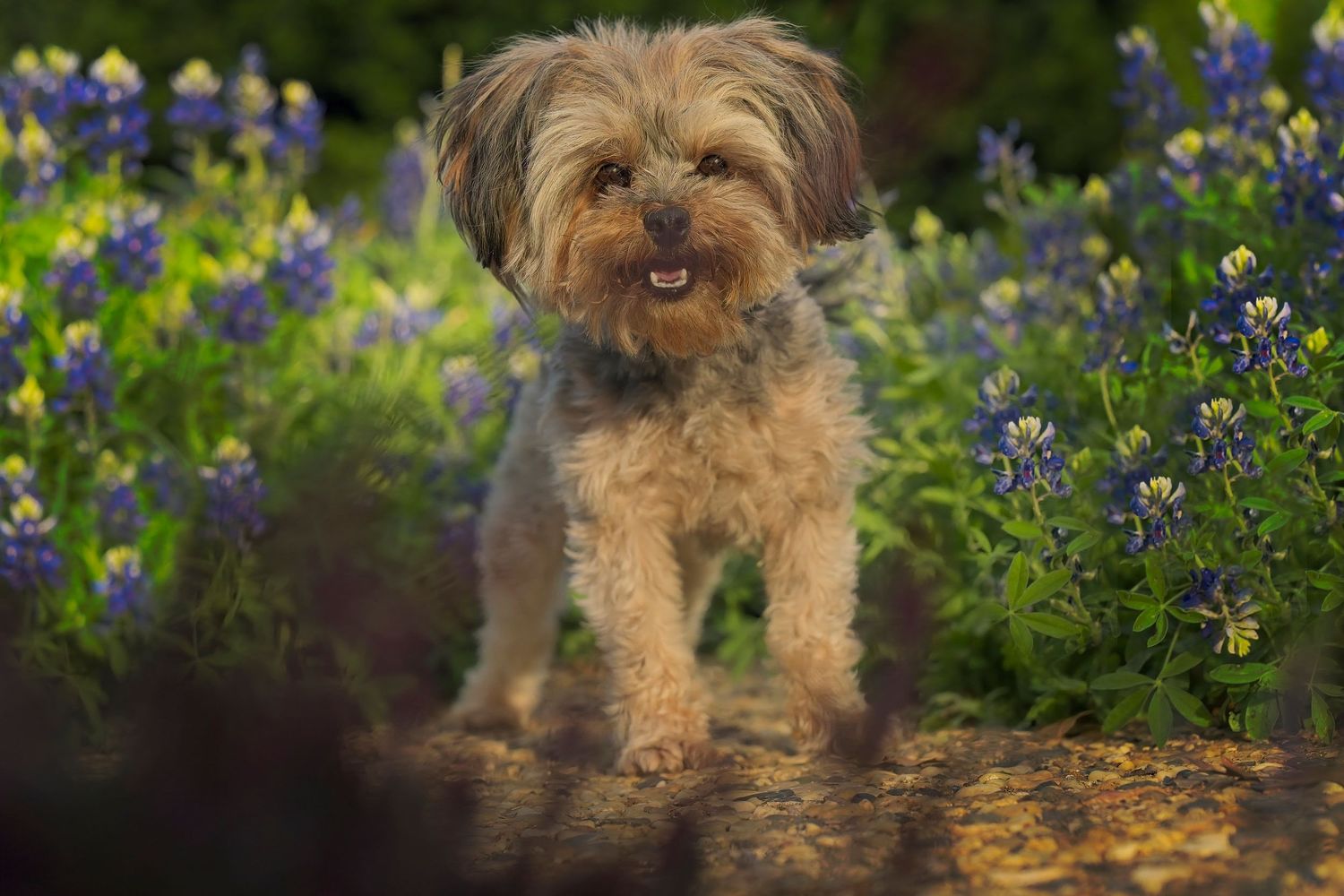 A scruffy yorkiepoo dog sits among blooming bluebonnets in a garden setting.