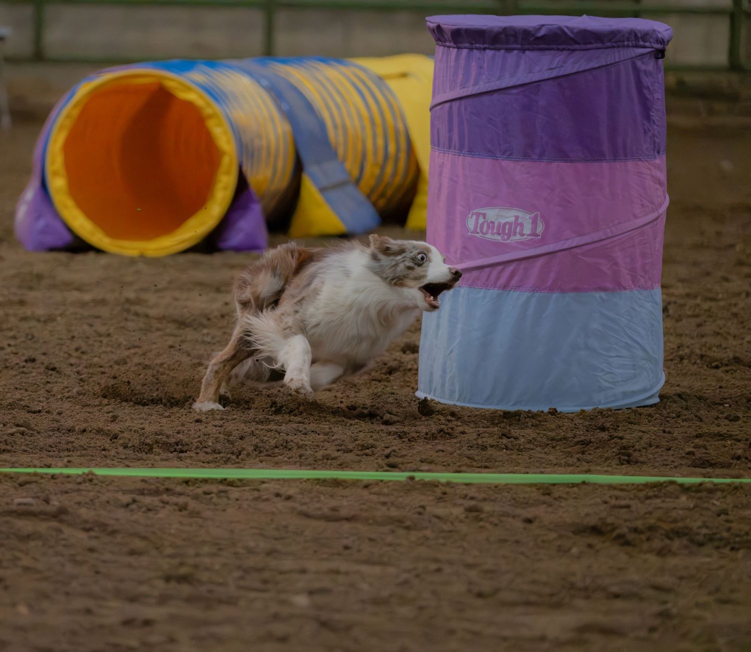 A dog navigating agility course obstacles including colorful tunnels on a dirt arena floor.