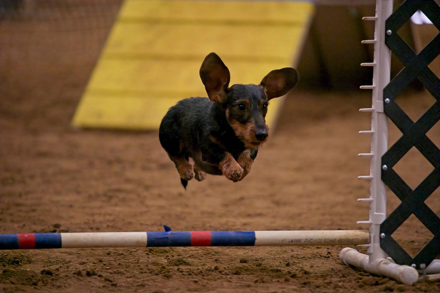A small dachshund dog jumping over an agility course obstacle in a dirt arena during competition.