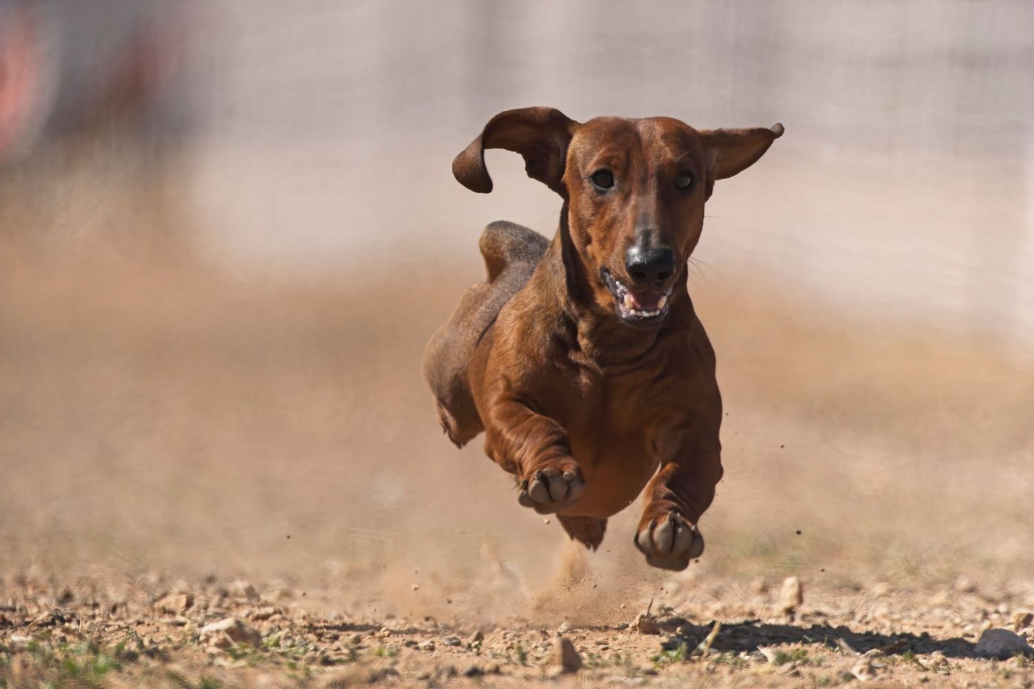 A brown dachshund puppy runs and plays energetically across a dusty ground in sequential action shots.