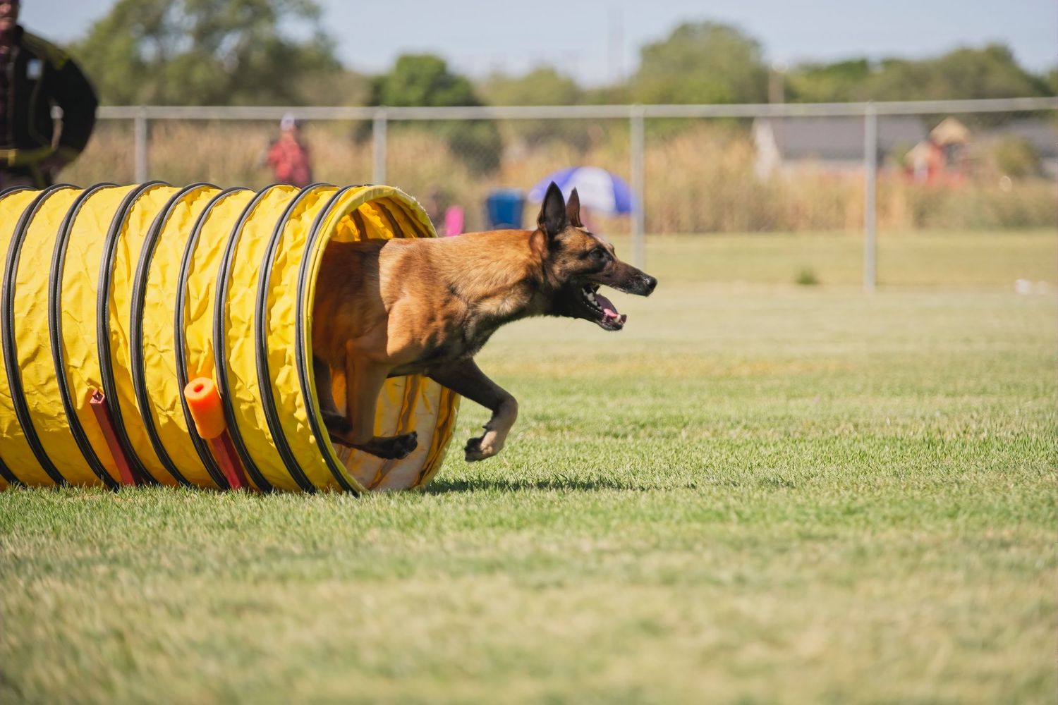 A brown dog runs through yellow agility tunnels during outdoor training on a grassy field.