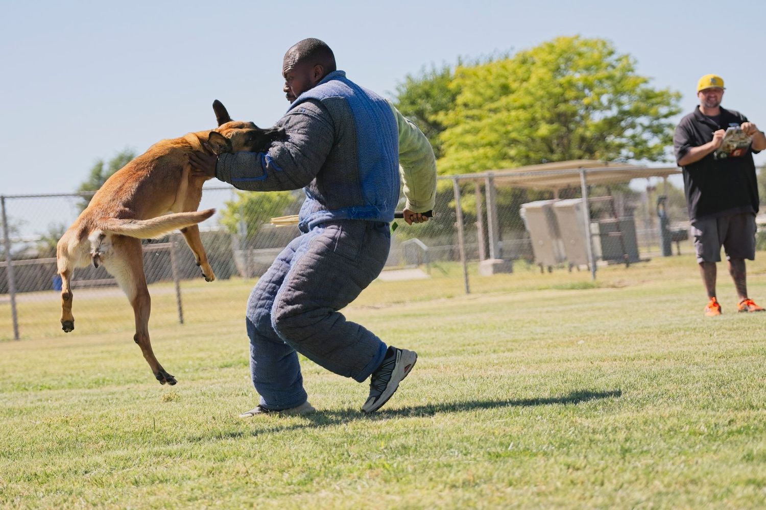A police K9 dog training session shows a training exercise taking place on a grassy field during a sunny day.