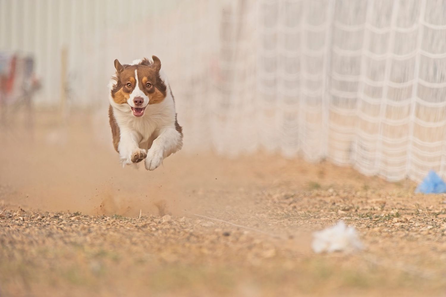 A series of sequential photos showing a playful cat running and jumping through a backyard garden area.