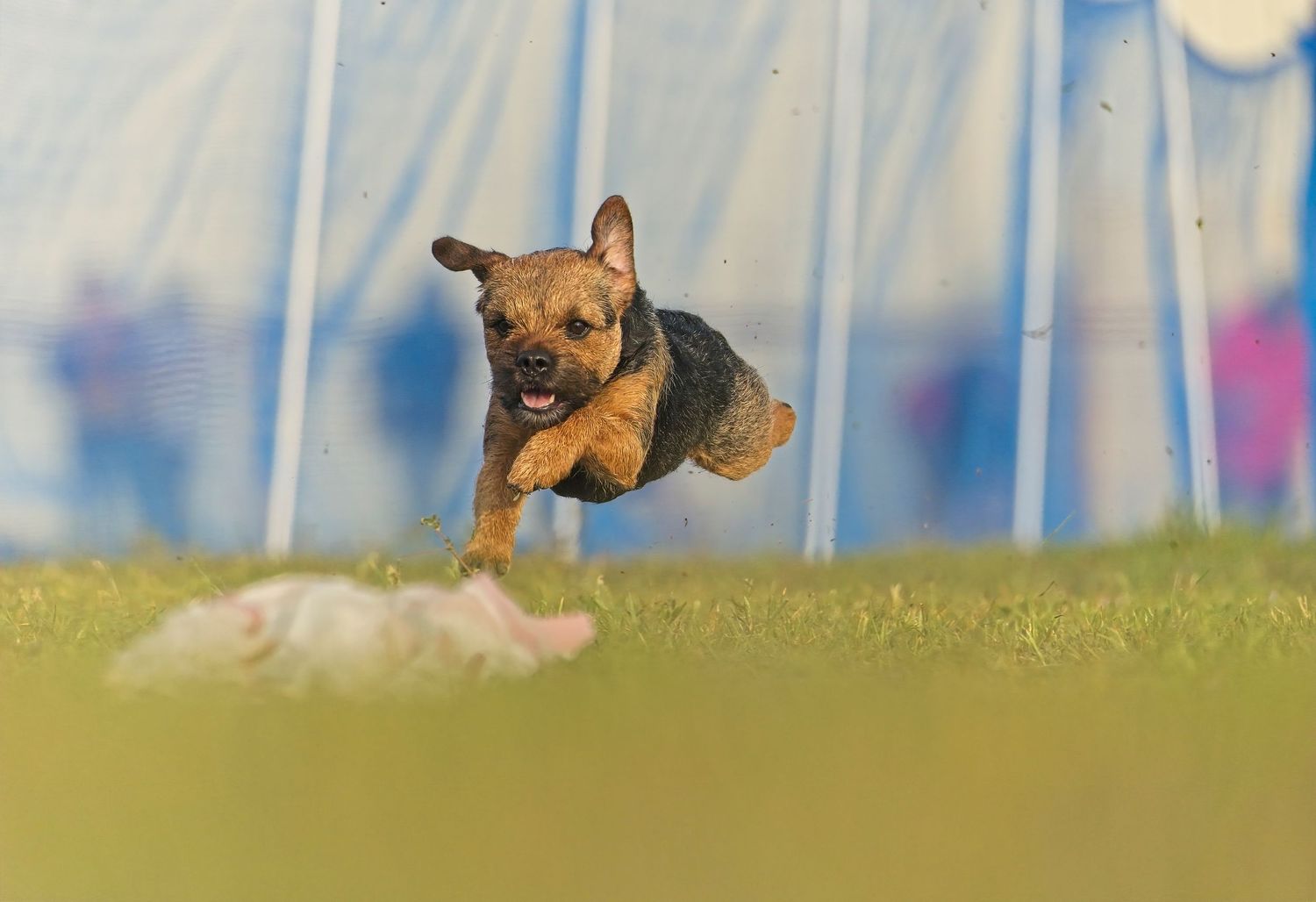 A small brown dog runs playfully through green grass on a sunny day with blurred background.