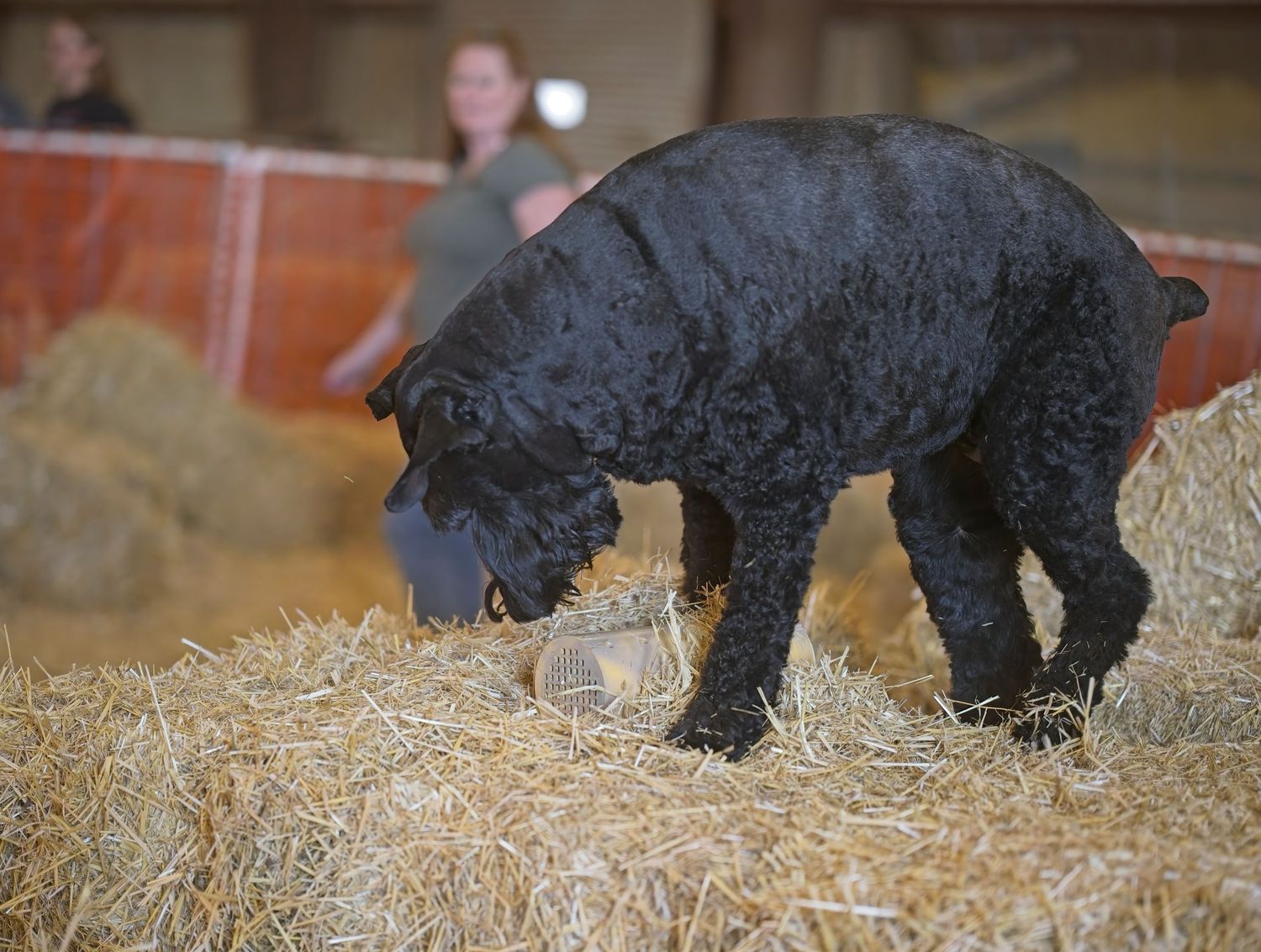 Black dog walking on hay bales in a rustic barn setting.