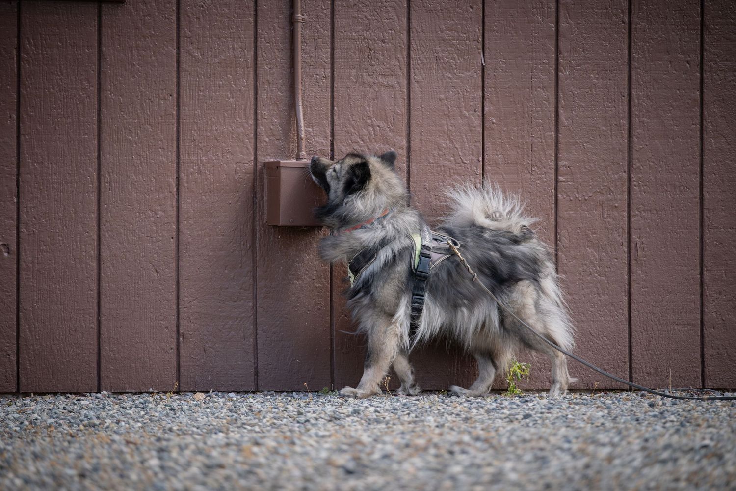 A fluffy Keeshond dog wearing a harness stands on gravel beside a brown wooden wall.