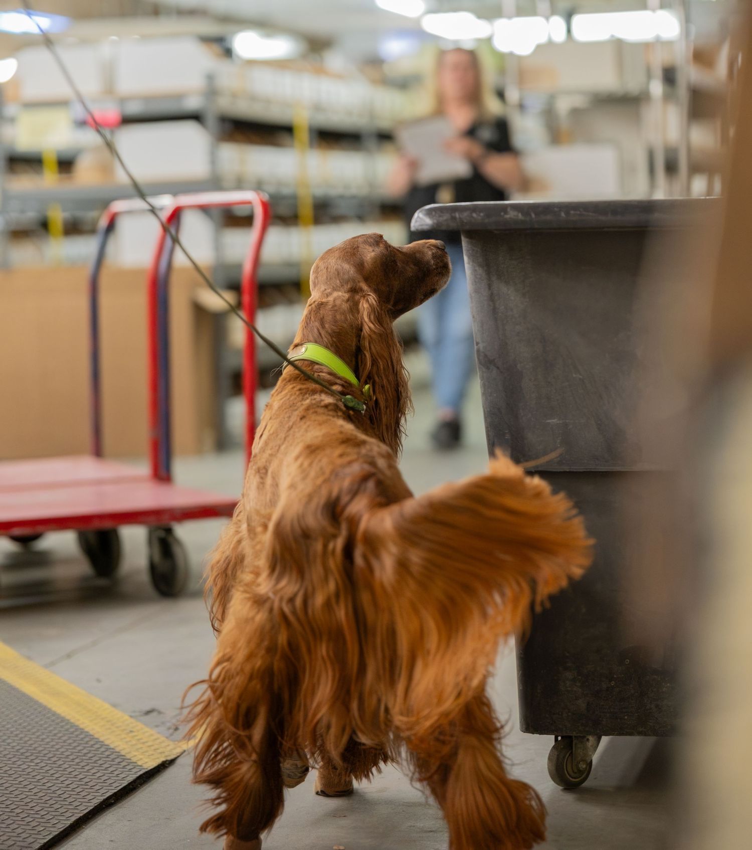 A trained brown Cocker Spaniel detection dog sniffs a large bin in a warehouse facility while on a leash.