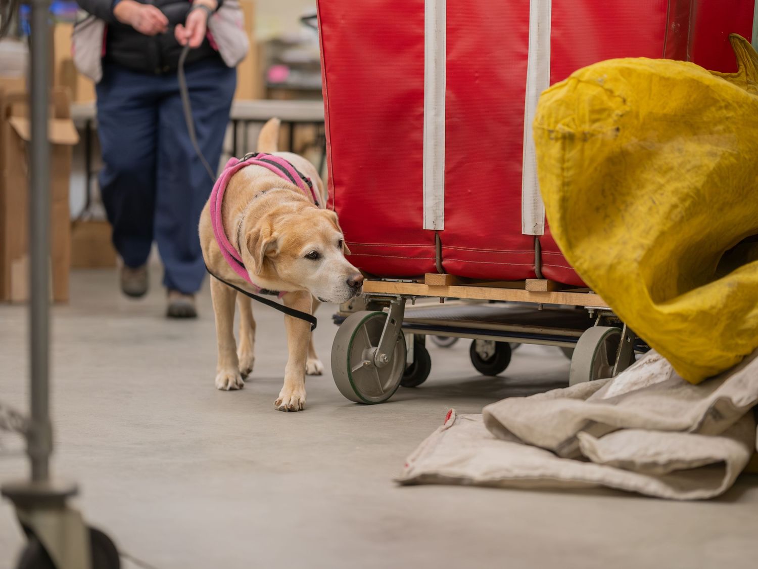 A yellow Labrador dog sniffs under a red cart in a warehouse or postal facility.