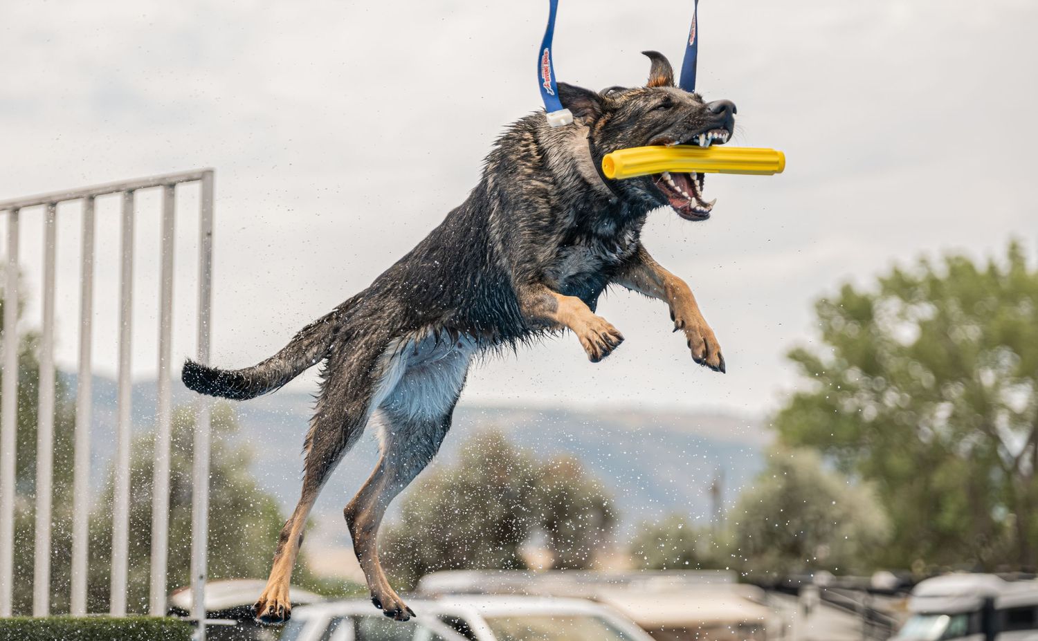 A German Shepherd dog leaps mid-air catching a yellow frisbee during an outdoor dog sport competition.