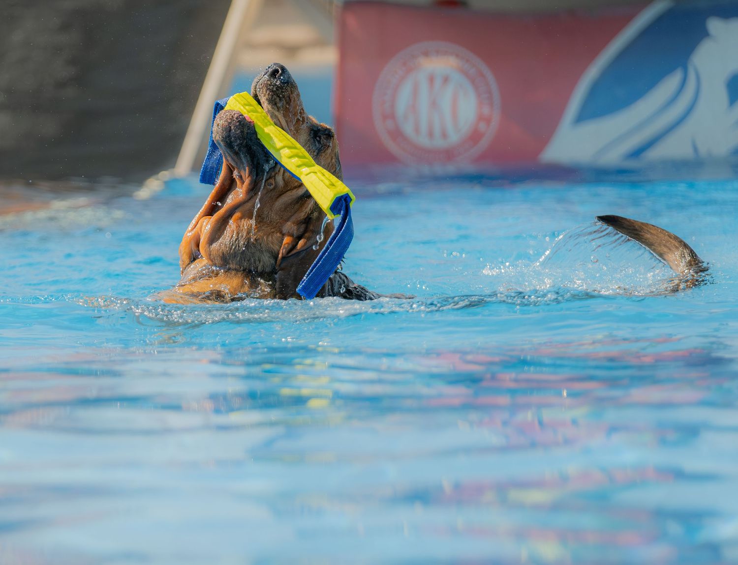 A dog wearing a blue life vest retrieves a yellow toy while swimming in a bright blue pool at an AKC event.