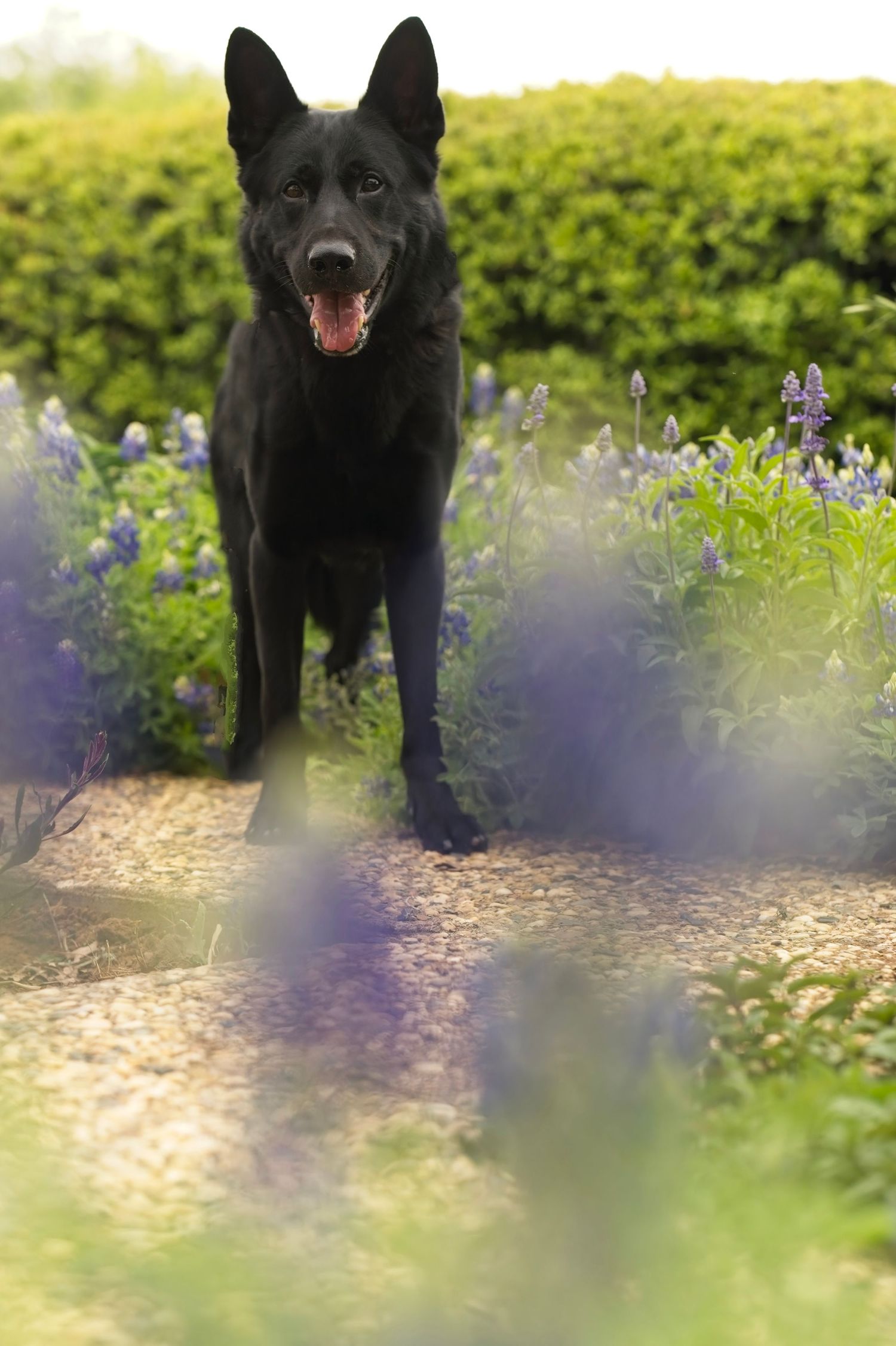 Black German Shepherd standing on garden path with purple flowers in soft focus foreground.
