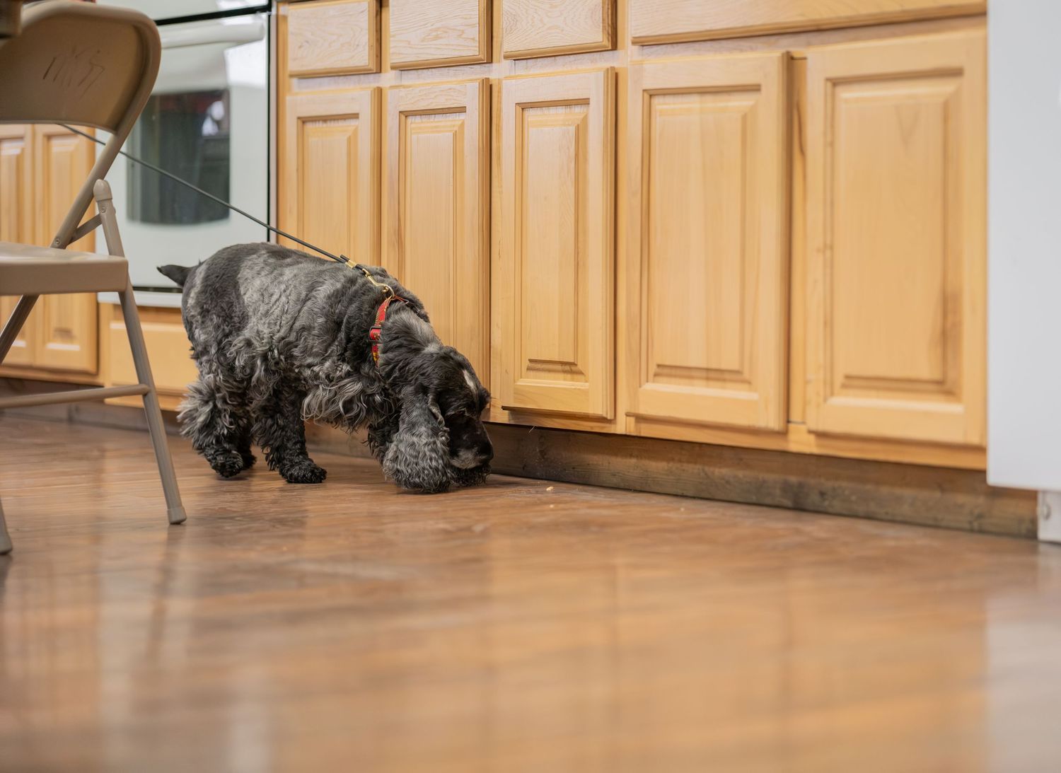 A dark curly-haired dog sniffs along wooden kitchen cabinets on a hardwood floor.