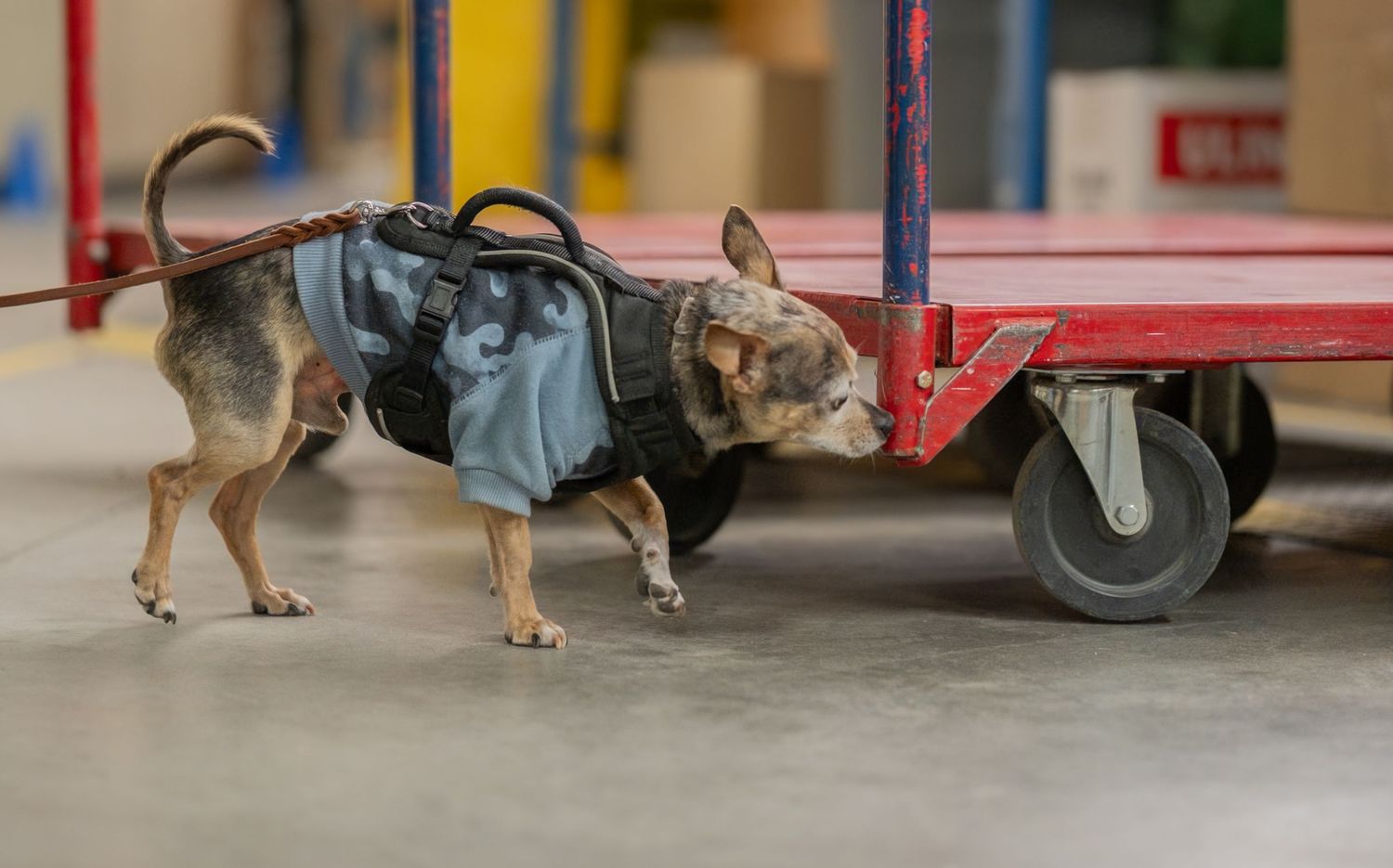 A small dog wearing a tactical vest sniffs a red warehouse cart during a detection training exercise.