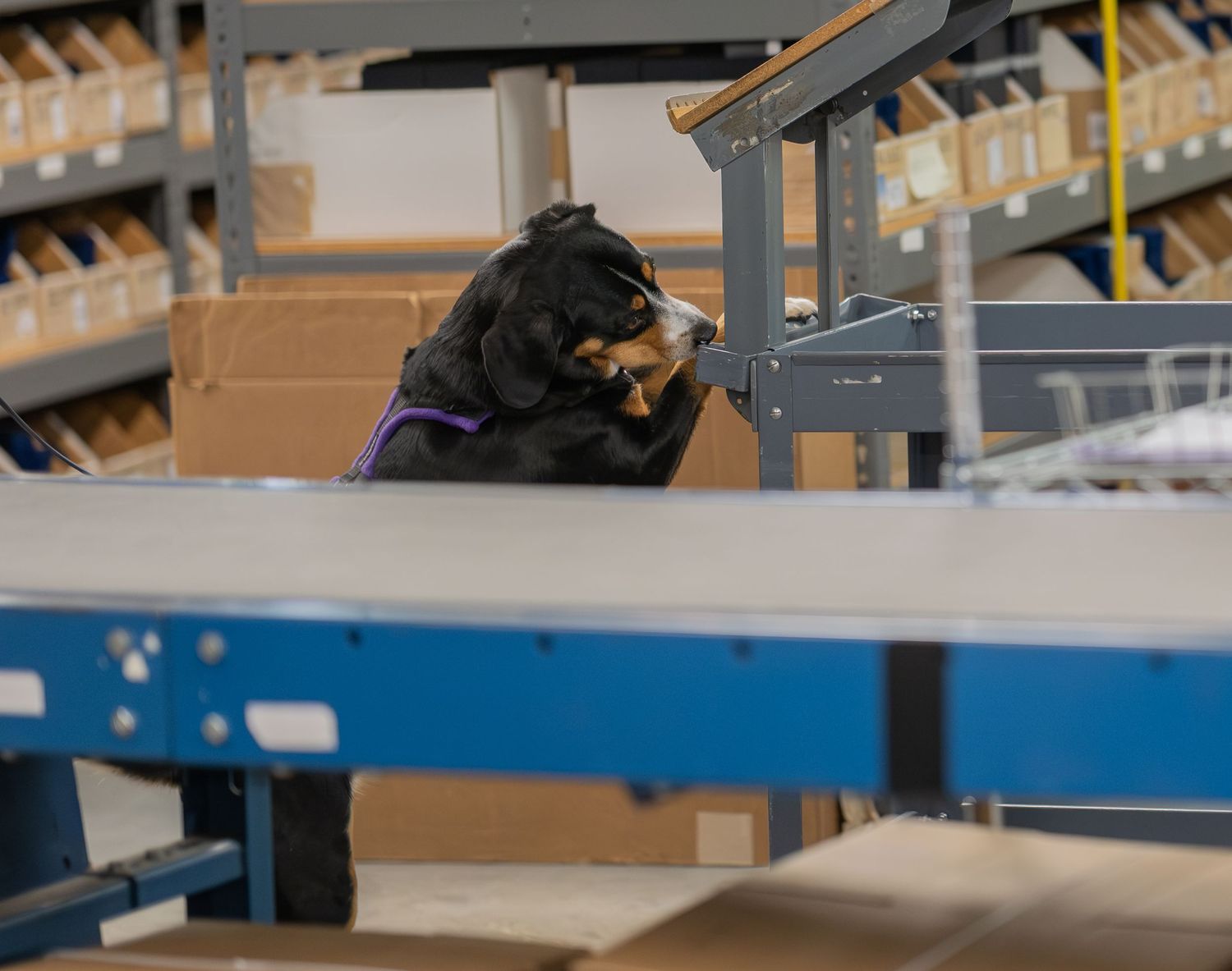 Bernese Mountain Dog sniffing boxes on blue metal shelving racks inside a warehouse or distribution center.