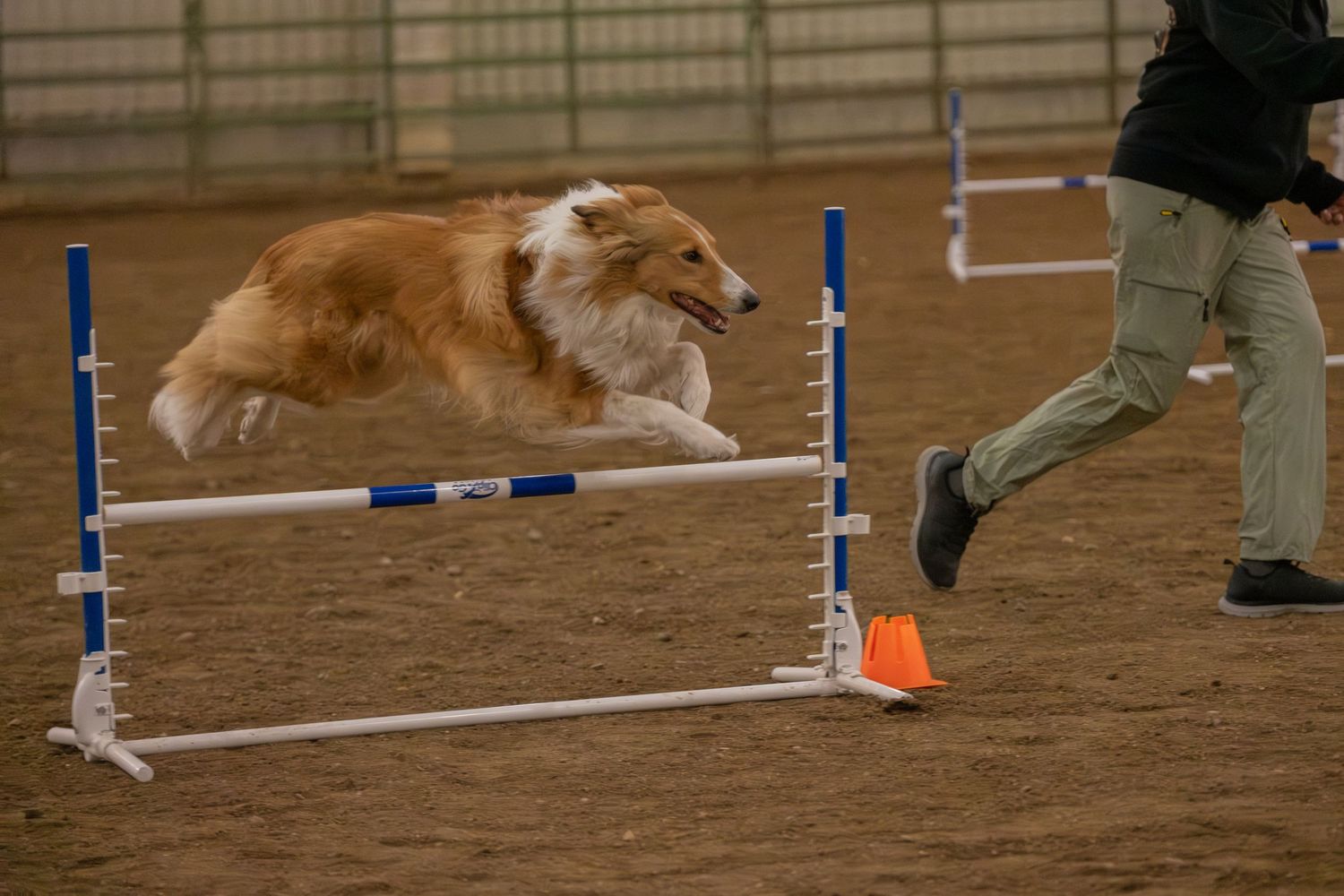A sable Collie dog jumping over an agility hurdle bar while a handler runs alongside in an indoor arena.
