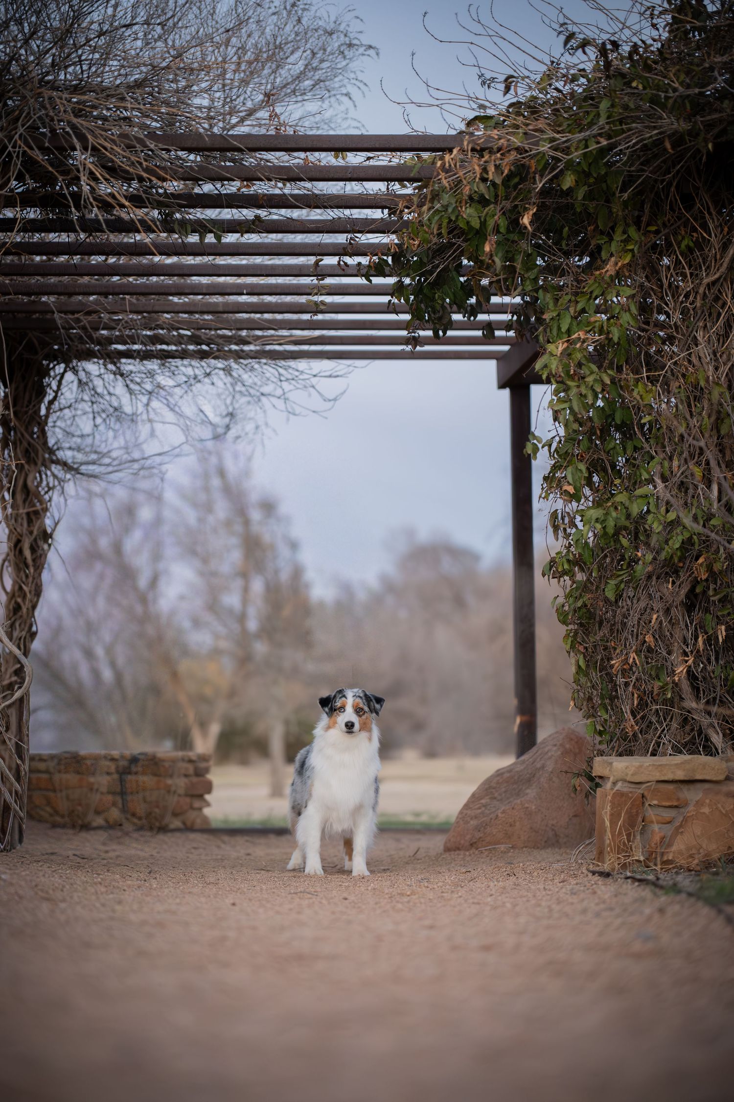 Australian Shepherd dog sitting on gravel path under rustic pergola with stone pillars and ivy, surrounded by bare winter trees.