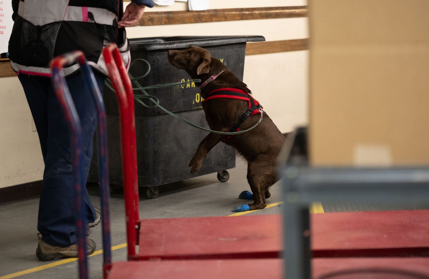 Chocolate Labrador in red harness sniffing a black bin during a scent detection training exercise indoors.