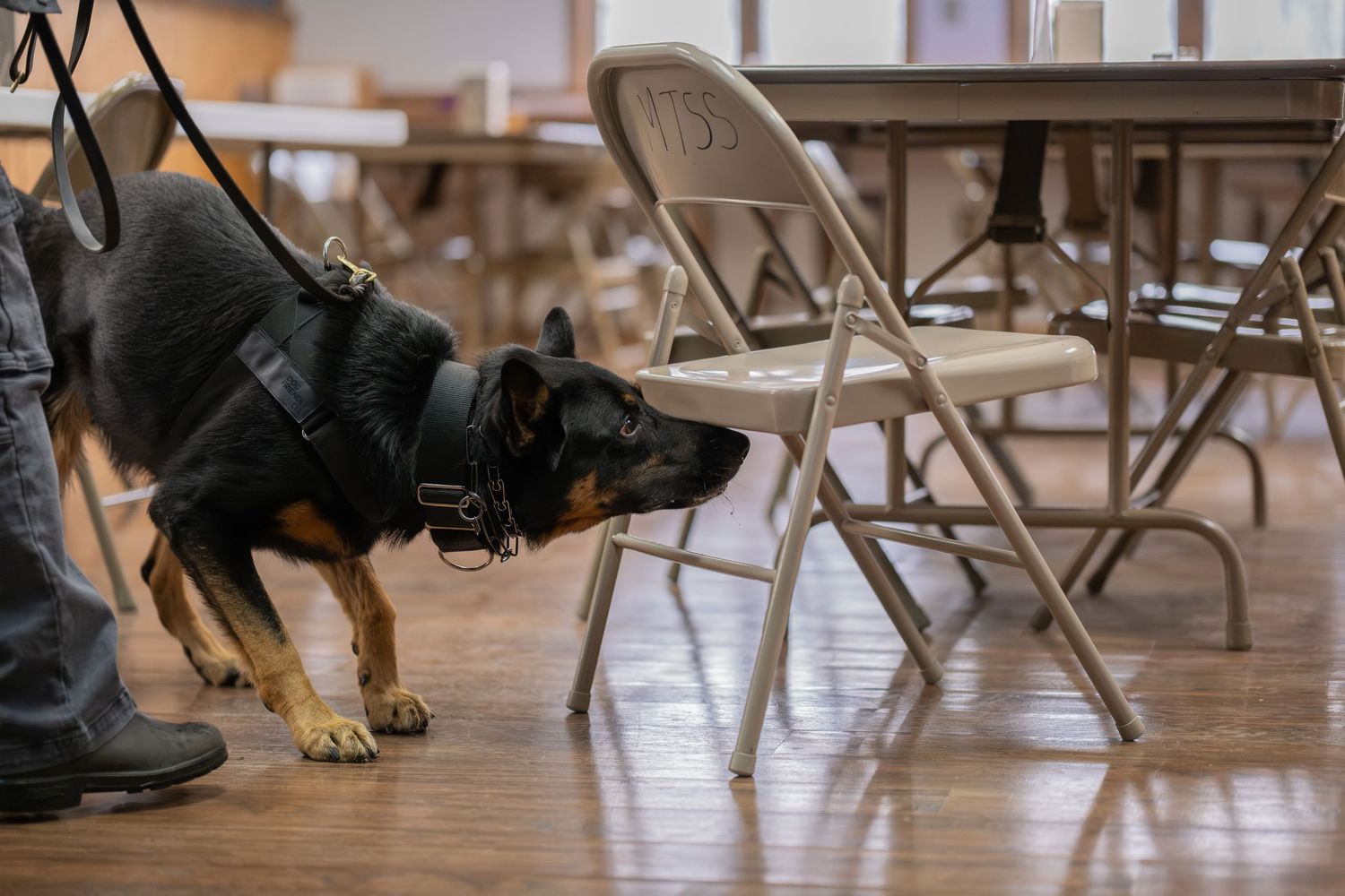 A trained K9 police dog on a leash sniffs a metal folding chair on a wooden floor indoors.