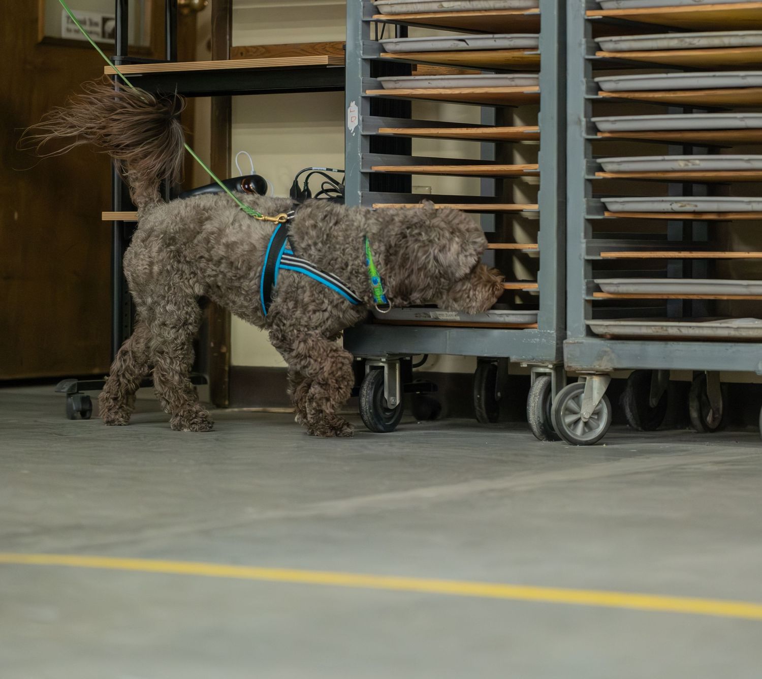 A curly-haired brown dog wearing a teal harness sniffs under a metal rack on wheels in a warehouse.